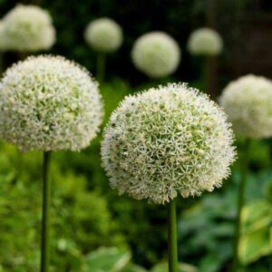 Czosnek 'Mont Blanc' – Allium Mont Blanc