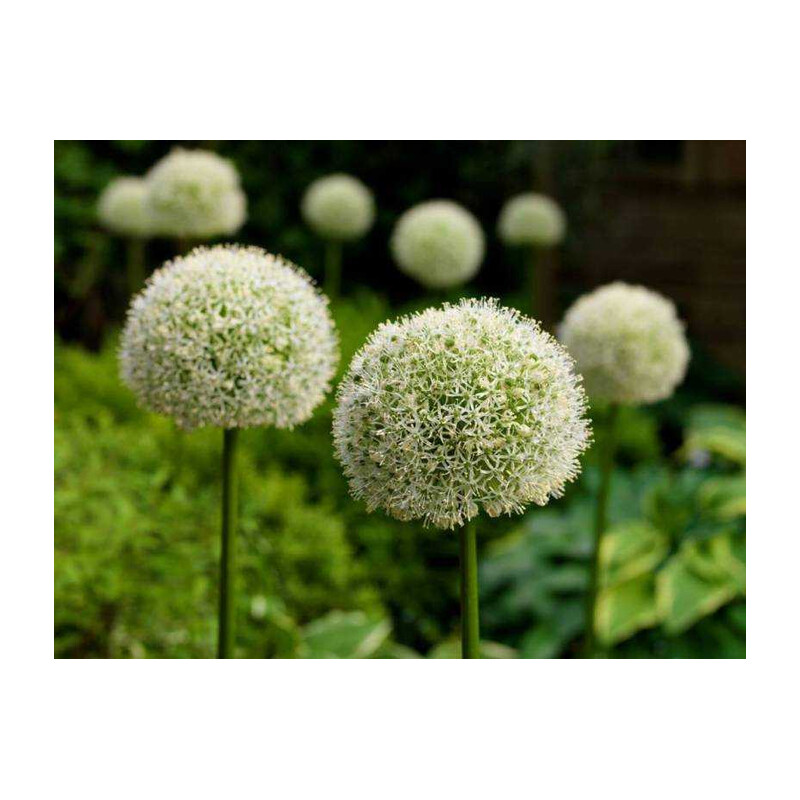 Czosnek 'Mont Blanc' – Allium Mont Blanc