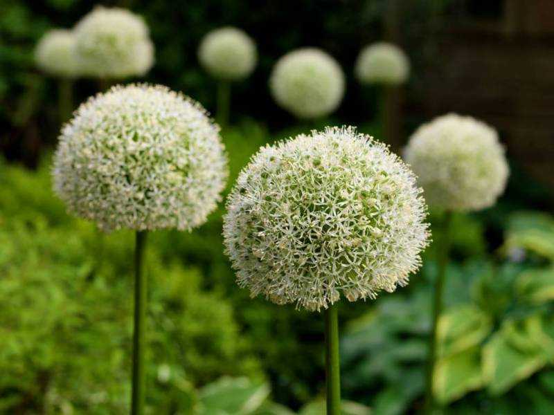 Czosnek 'Mont Blanc' – Allium Mont Blanc