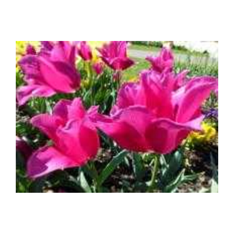 Tulipa Mariette Tulipan 'Mariette' 5 szt.