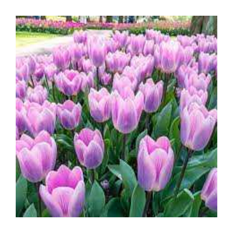 Tulipa Light And Dreamy Tulipan 'Light And Dreamy' 5 szt.
