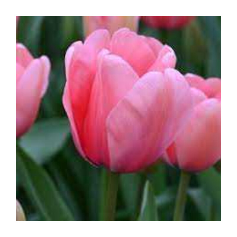 Tulipa Pink Impression Tulipan 'Pink Impression' 5 szt.