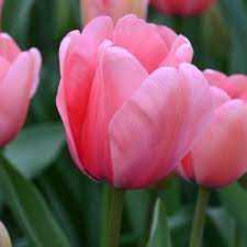 Tulipa Pink Impression Tulipan 'Pink Impression' 5 szt.