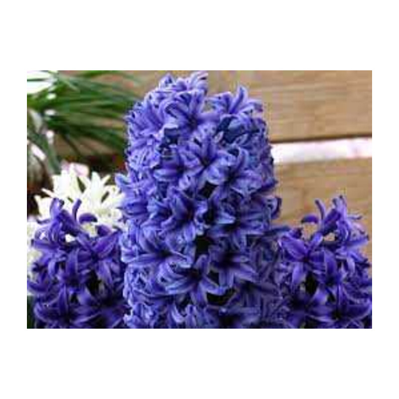 Hiacynt Niebieski 5 szt. – Hyacinthus