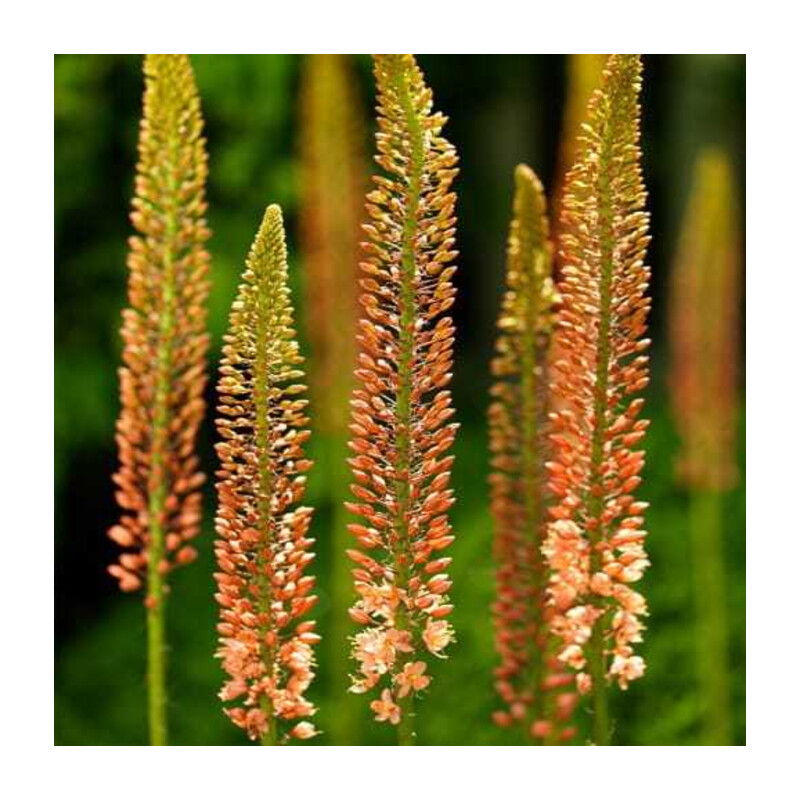Pustynnik 'Cleopatra' – Eremurus Cleopatra